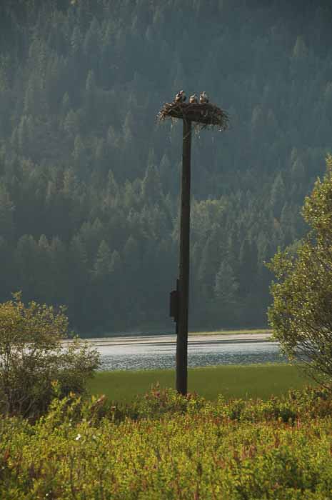 osprey